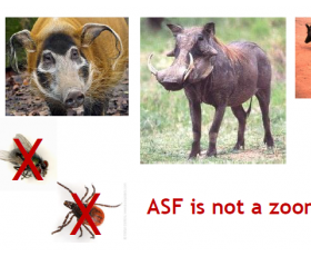 ASF host species