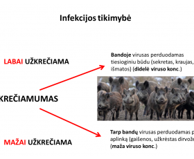 AKM infekcijos tikimybė