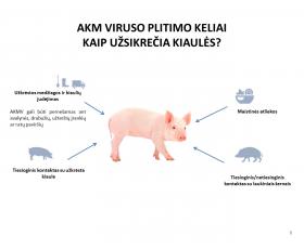 Kaip AKMV užsikrečia kiaulės?